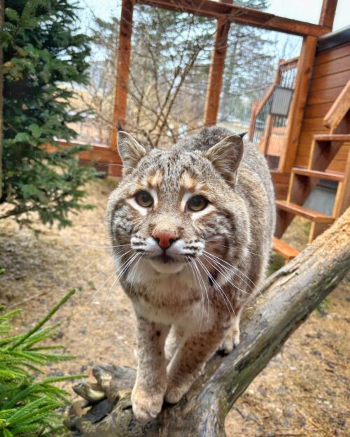 Hope for Wildlife’s Annual Open House image