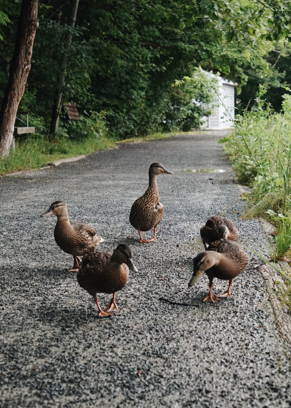 Shubenacadie Canal Waterway image