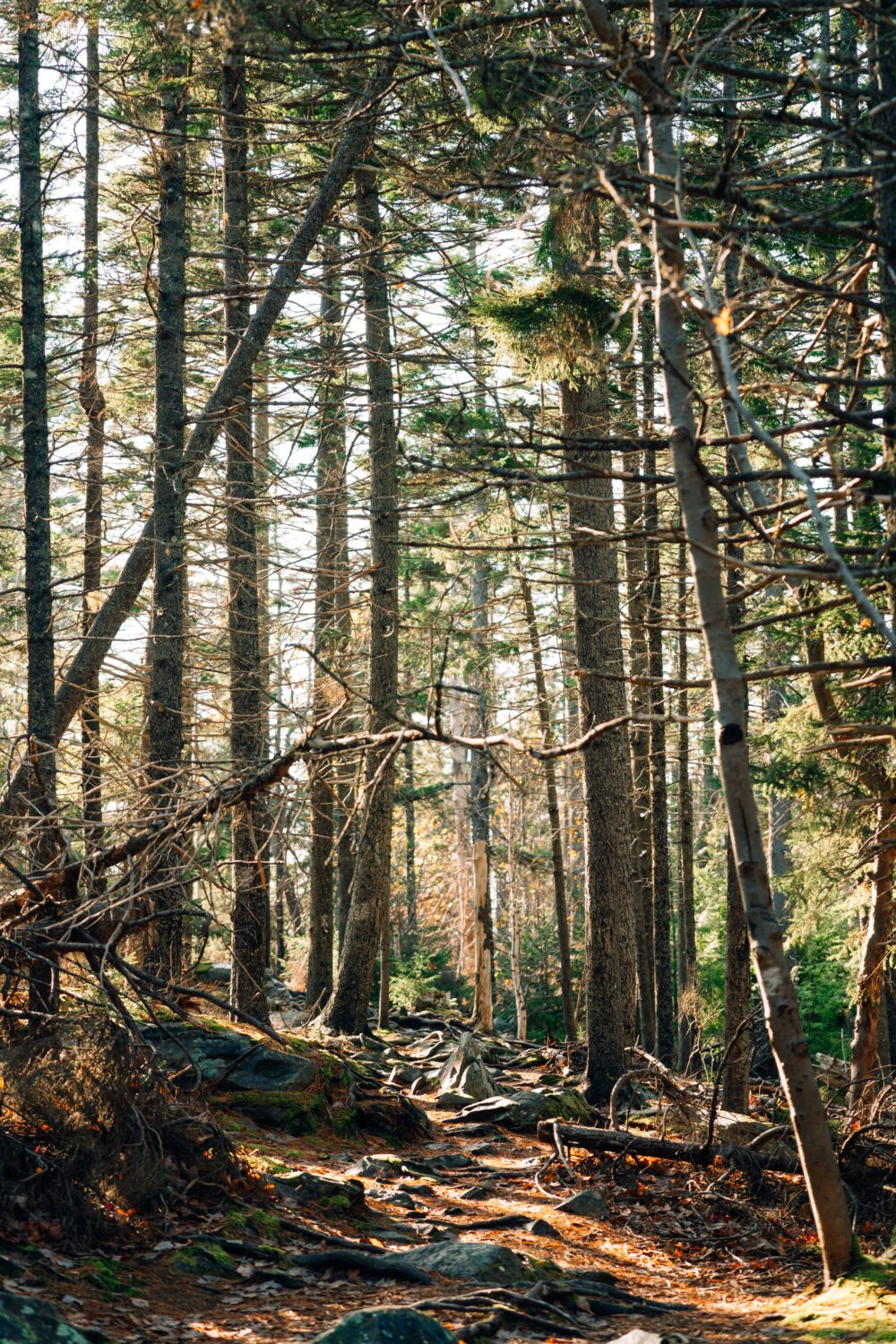 Admiral Cove Park Trailhead image