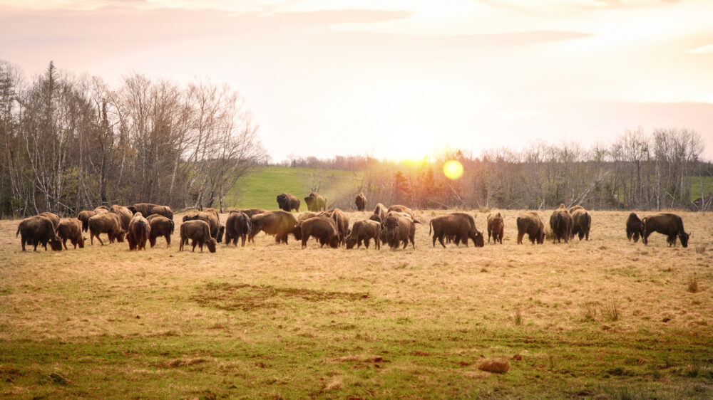 Bison Sunset Walk image