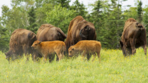 Bison Tours and Sustainable Farming at Lindsay Lake Farms image