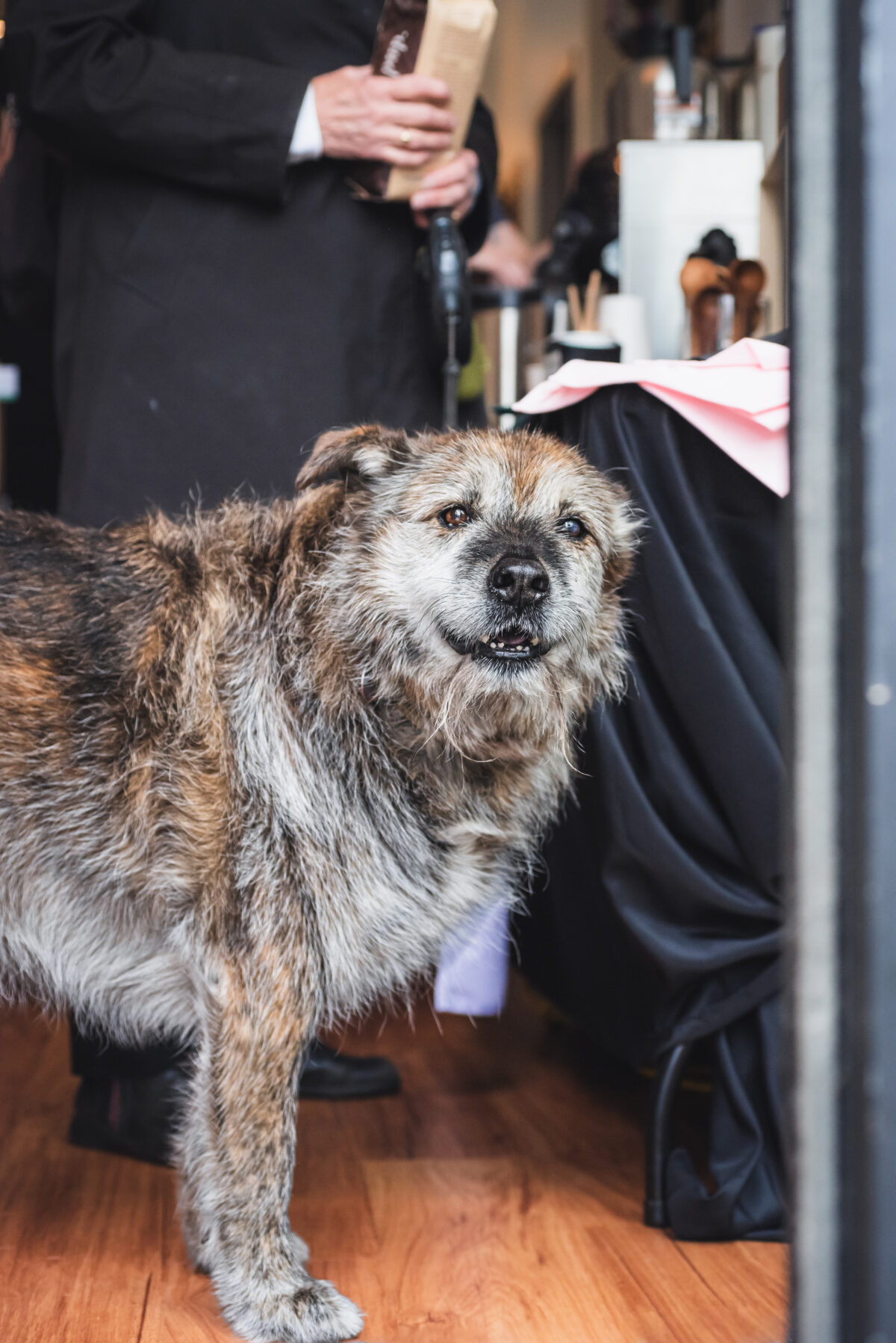 Credit East Coast Dog Blog Use
