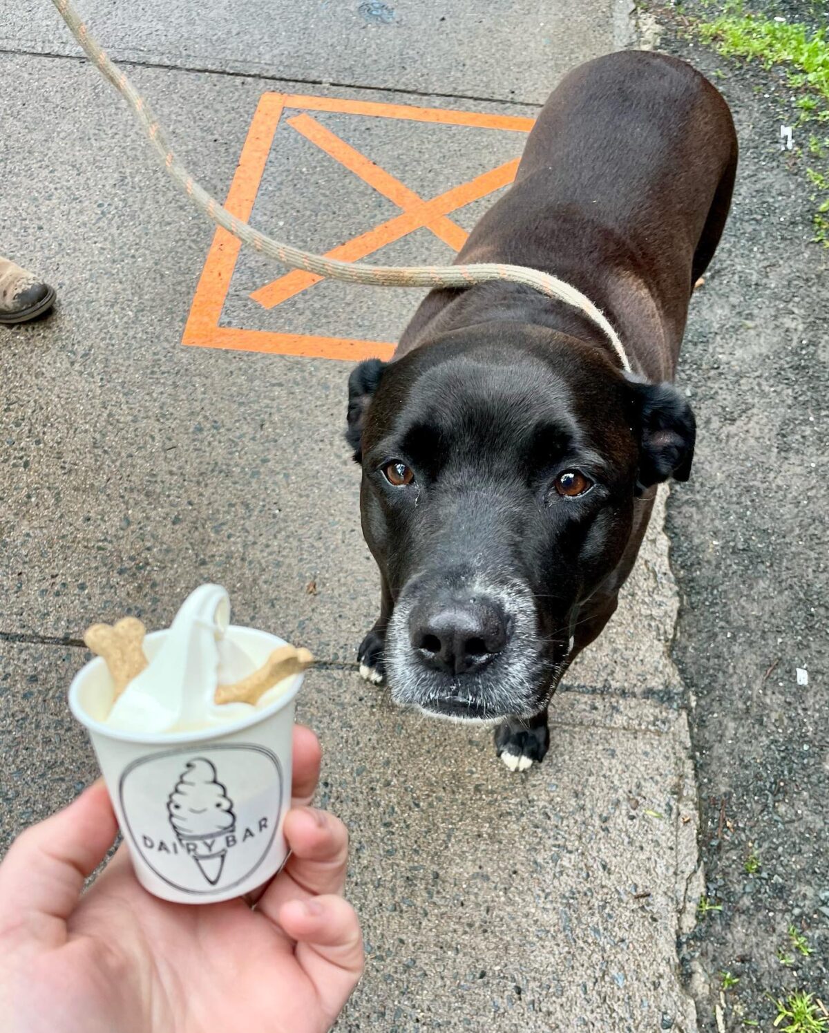 Photo provided by Dairy Bar for pup cup story