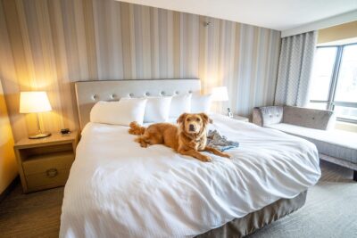 Halifax Dog-Friendly Travel Guide image