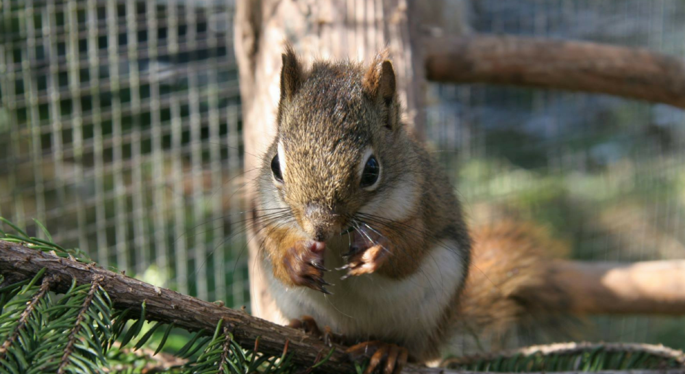 Hope for Wildlife Society image