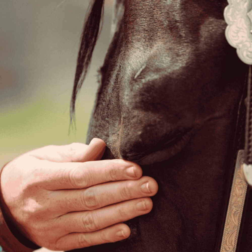 Halifax County Exhibition image